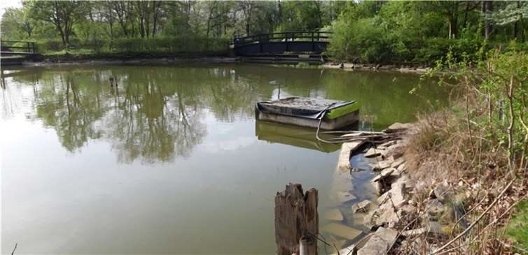 Den Karpfen im Teich im Kurpark geht es gut.  Foto: Andrea Lützel / Stadtverwaltung Lahnstein)