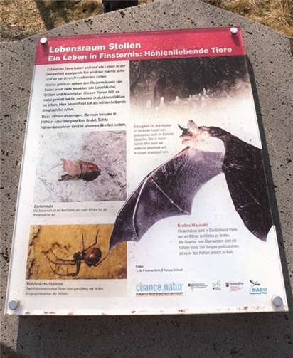 Den Lebensraum der Fledermäuse entdecken und mehr über die nachtaktiven Tiere erfahren: Das können die Gäste der Kindergeburtstage ab sofort bei Terra Vulcania. Stadt Mayen