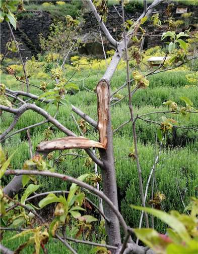 Den Pfirsichbäumen wurden dicke Äste mutwillig abgerissen.Quelle: Lehmer Razejunge