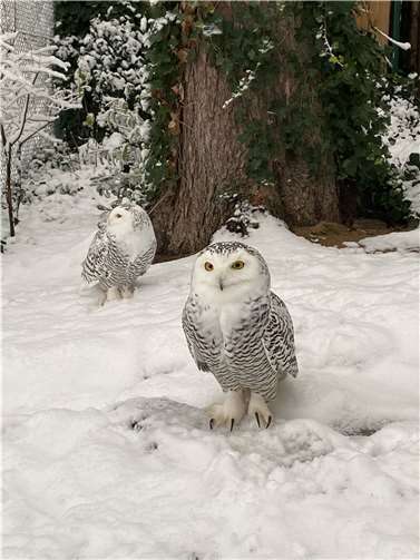 Den Schneeeulen macht de Kälte nicht aus.