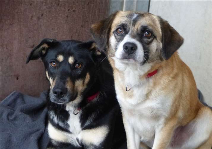 Den beiden Hundedamen war bisher kein schönes Leben vergönnt. Tierheim Andernach