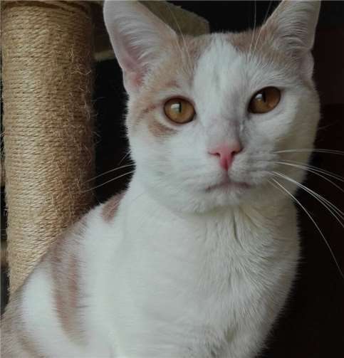 Der 11 Monate alte Simba. privat