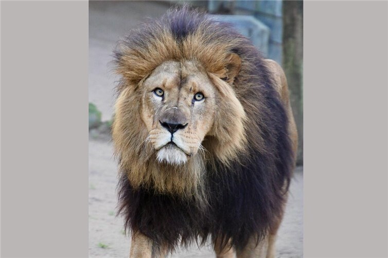 Der 11-jährige Julius lebt nun im Zoo Neuwied.Foto: Ben Ullrich 