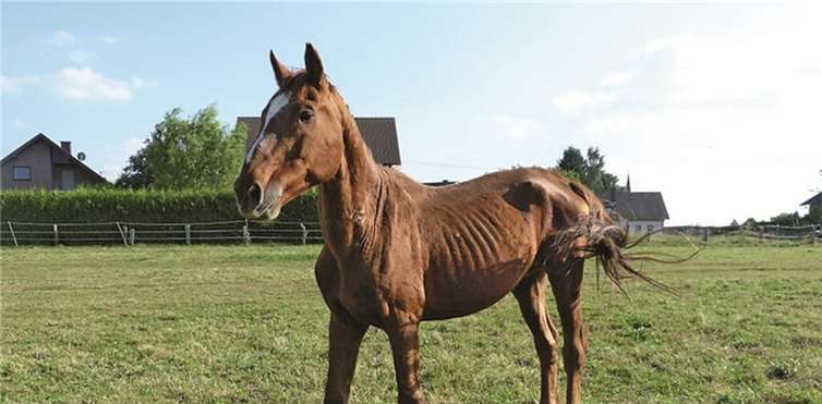 Der 17-jährige Hengst Anjour wurde in einem desolaten Gesundheits- und Allgemeinzustand übernommen. Tierschutz Siebengebirge