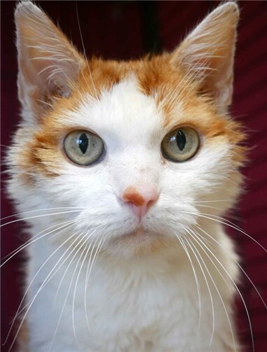 Der 17-jährige rot-weiße Vladi hofft trotz seines Alters auf eine zweite Chance.