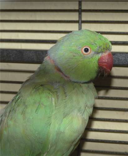 Der Alexandersittich Fridolin sucht ein neues Zuhause.privat