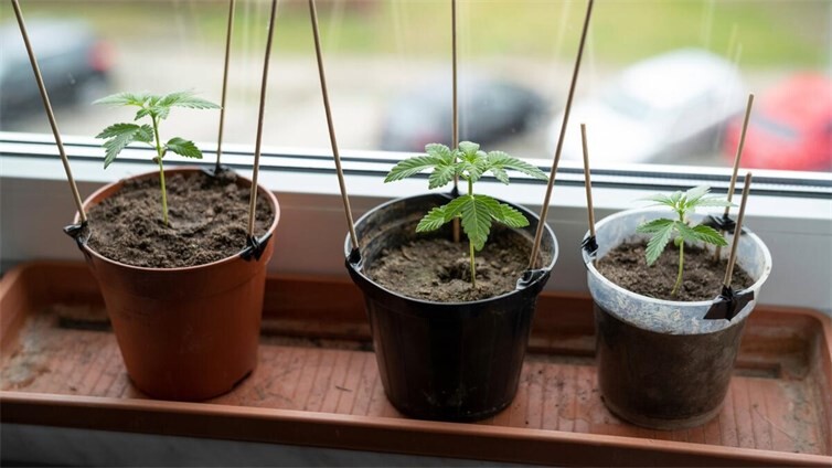 Der Anbau von Cannabispflanzen im eigenen Zuhause unterliegt bestimmten gesetzlichen Regelungen.