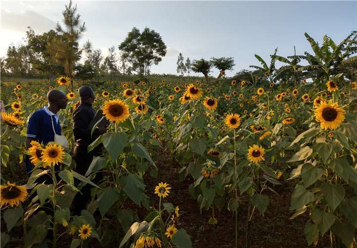 Der Anbau von Sonnenblumen zur Gewinnung von Speiseöl war sehr erfolgreich.