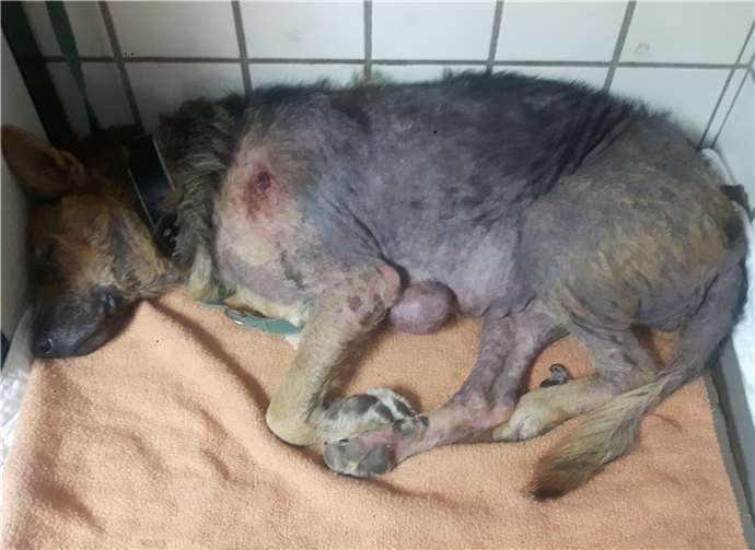 Der Anblick des Fundhunds machte das Team fassungslos. privat