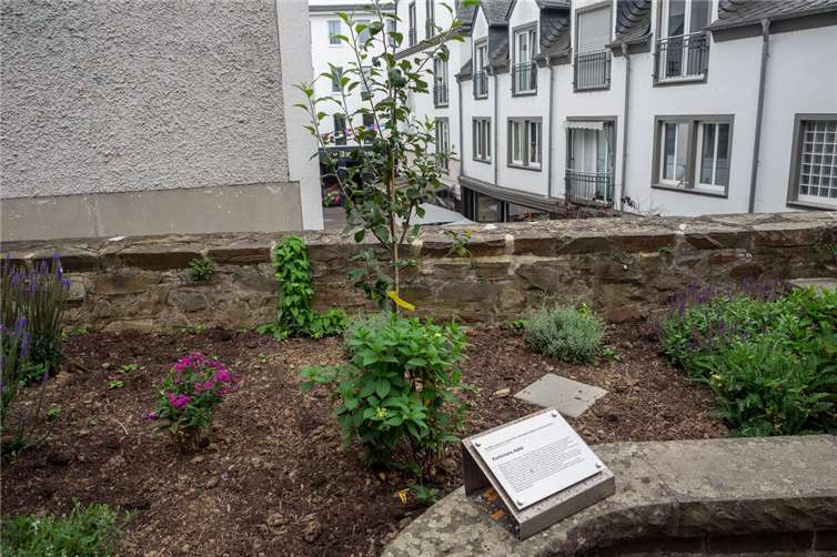 Der Apfelbaum soll stellvertretend auch an die während der NS-Dikatur inhaftierten Koblenzer Pfarrer erinnern. Foto: Hermann Schäfer