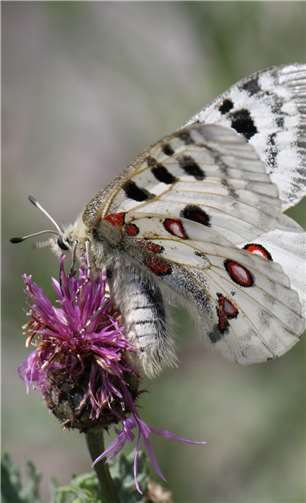 Der Apollofalter.Quelle: Lehmer Razejunge