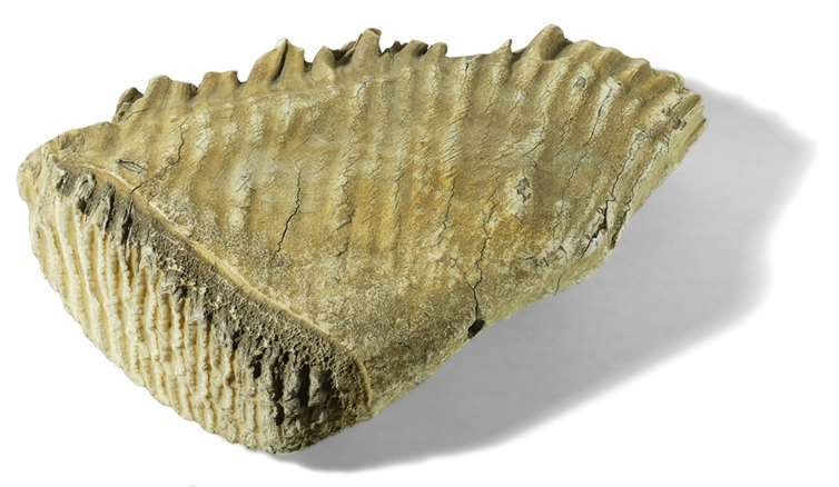 Der Backenzahn eines Wollhaarmammuts als Exponat des Monats im HeimatMuseum Schloss Sinzig. Foto: Museum Sinzig/M. Papenberg