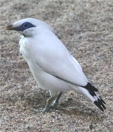 Der Balistar ist ein bedrohter Singvogel aus Südostasien.