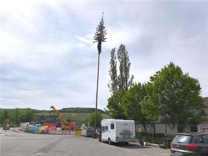 Der Baum der Ahrhut streckt sich in den sonnigen Himmel.
