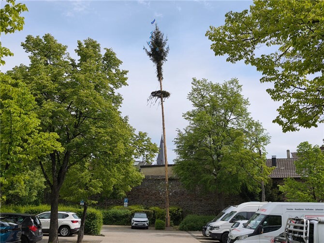 Der Baum der Oberhut.