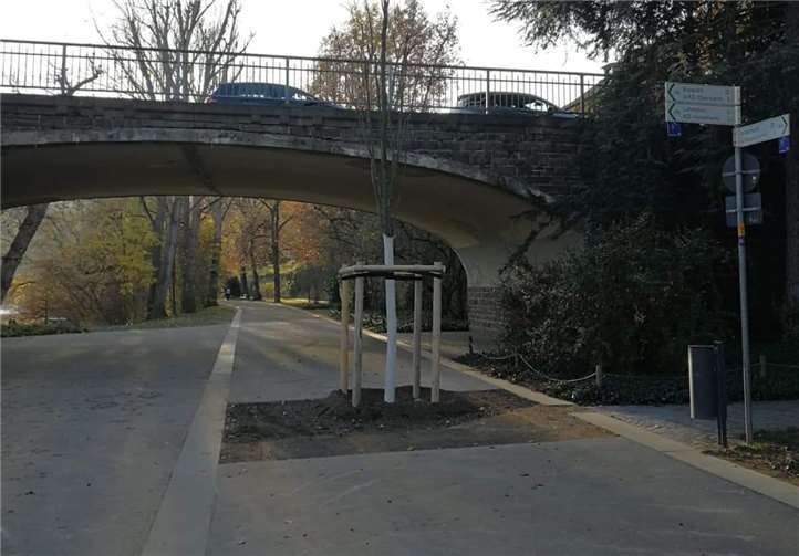 Der Baum des Anstoßes in den Rheinanlagen.privat
