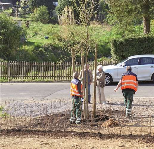 Der Baum des Jahres 2015 wird gepflanzt. privat