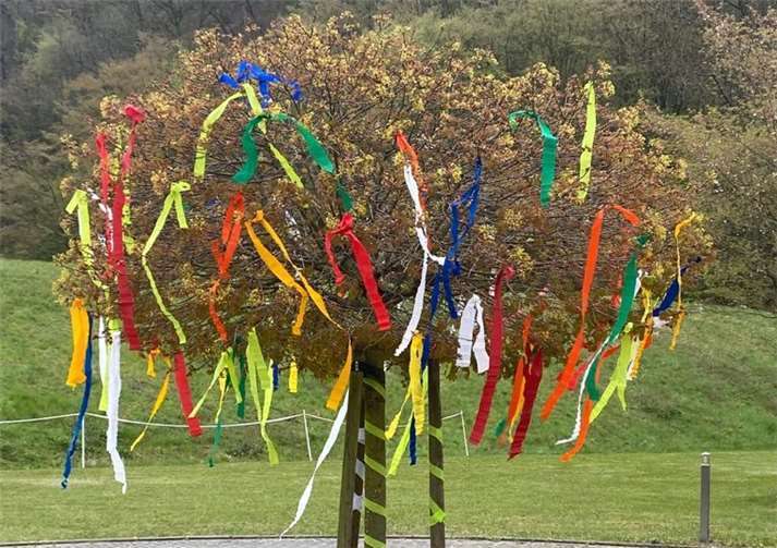 Der Baum im Rondell am Maternusstift.