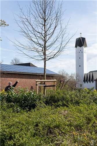 Der Baum ist eine Spende der Buschhovener Vereine „Ling Ham“ und „Männer von Flake“, die seit Jahren den Erlös ihres Weihnachtsmarktes für die soziale Arbeit in Buschhoven spenden.