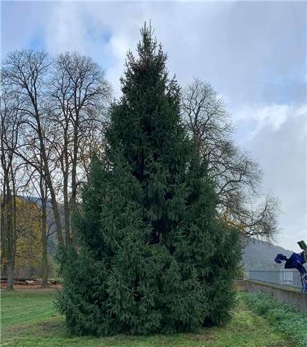 Der Baum ist so groß, dass im Rahmen der Aktionen von Trainerin Anna Greiner der TG Jahn Namedy die Idee aufkam den Baum mit den Kindern mit zu gestalten.