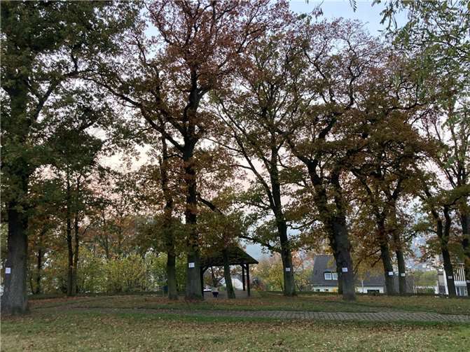 Der Baumbestand ist zwischen 100 und über 200 Jahre alt. Foto: BÜNDNIS 90/ Die GrünenVallendar