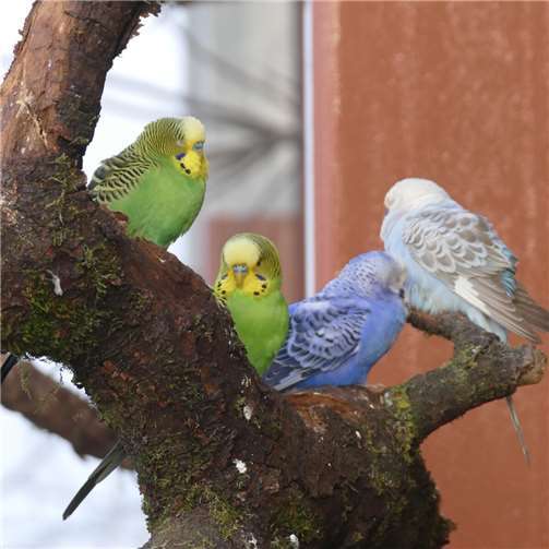 Der Bestand der Wellensittiche hat sich stark vergrößert.