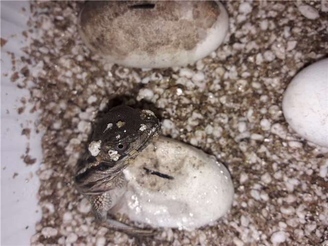 Der Betrachter muss oft ein bisschen suchen, bis er die Tiere im Exotarium entdeckt.  Foto: Zoo Neuwied/Thorben Maur