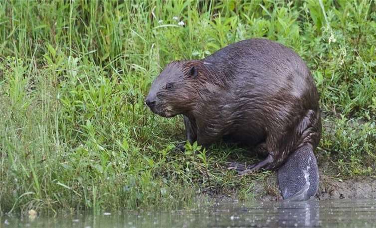 Der Biber, ein meisterhafter Statiker.Fotos: Harry Neumann
