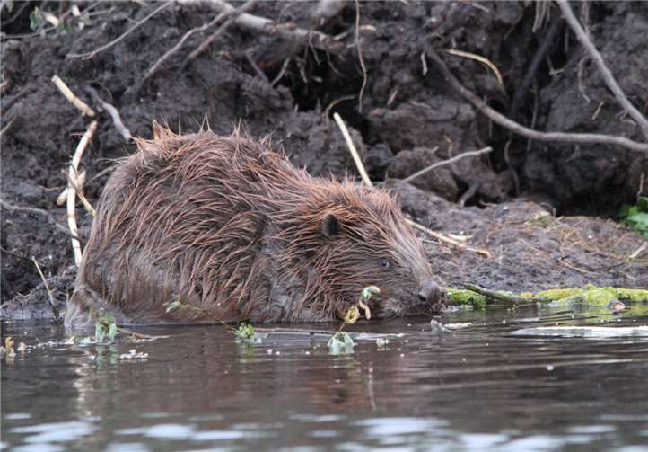 Wieder angekommen – der Biber im Westerwald Der Biber ist das größte einheimische Nagetier. Foto: privat