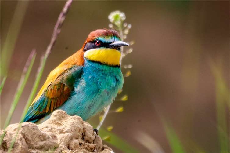 Der Bienenfresser ist einer der farbenprächtigsten Vögel Europas. Fotograf Stephan Wirwalski hat ein Exemplar inBad Neuenahr-Ahrweiler gesichtet. Dass die Tiere hier heimisch sind, war nicht immer so: In den 1980er Jahren galt die Art als ausgestorben. Aber schon in den 1990er Jahren wurde er in Deutschland wieder gesichtet.  Foto: Stephan Wirwalski