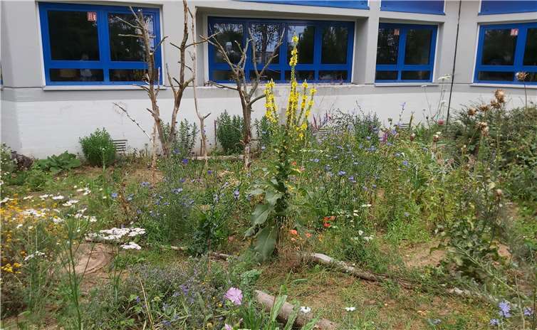 Der Bienengarten bietet Raum für viele Insekten. Foto: privat