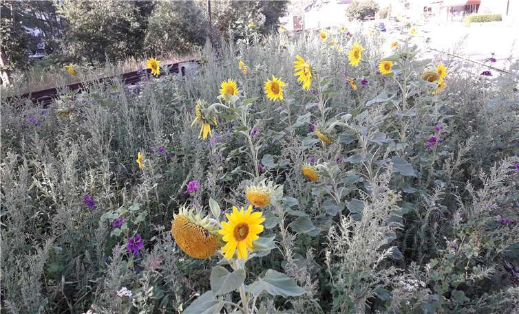Der Blühstreifen entlang der Bahntrasse im Bereich der Dernauer Ortsmitte. Foto: WITE