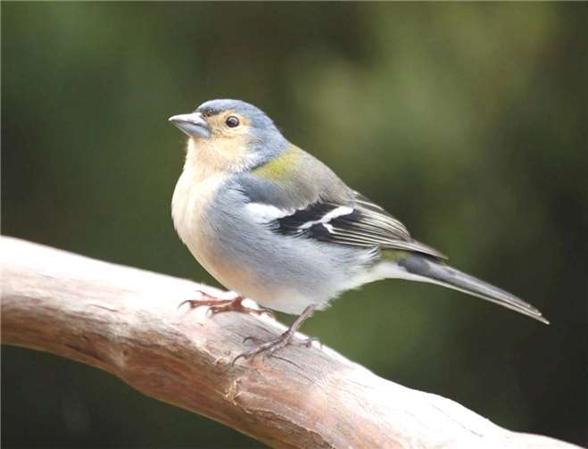 Der Buchfink (Fringilla coelebs) brütet von April bis Juli. Er bevorzugt Laub-/Mischwälder sowie Parks und große, verwilderte Gärten, wo er meist niedrig in Astgabeln von Büschen oder Bäumen ein Napfnest anlegt. privat