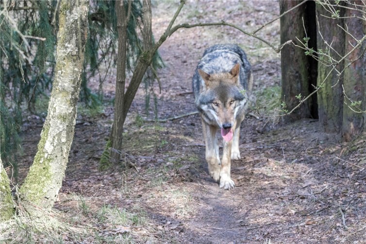 Der Bundestag beschließt ein neues Wolfsmanagement, mit dem Ziel Weidetiere besser schützen zu können. 