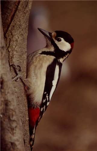 Der Buntspecht. Buntspecht