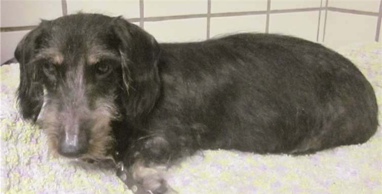 Der Dackel Carlo sucht ein neues Zuhause.privat