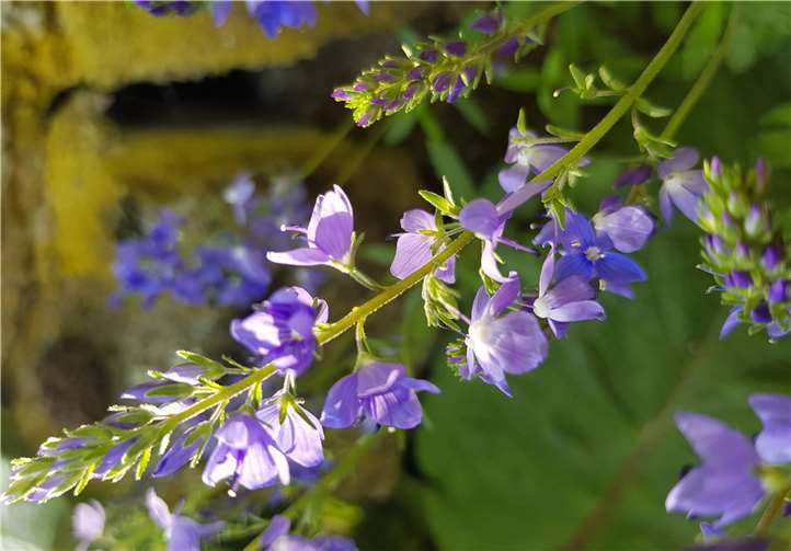 Der Echte Ehrenpreis bildet leuchtend blaue Blüteninseln. Foto: privat
