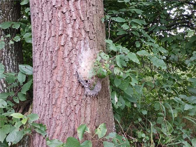Der Eichenprozessionsspinner. Foto: Stadt Weißenthurm / Harald Wertgen