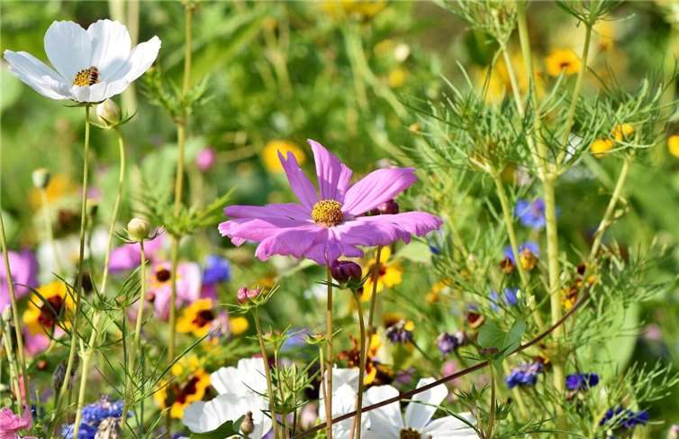 Der Erhalt der Artenvielfalt und die Verbesserung der Biodiversität leisten einen wichtigen Beitrag zum Klimaschutz. Foto: privat