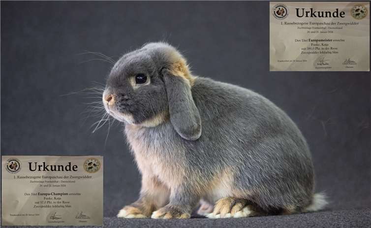 Der Europachampion Zwergwidder lohfarbig blau von Katja Funke. Foto: Jessica Konrad