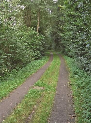 Der Fahrradweg ist rechts und links von Bäumen und Hecken gesäumt, die für angenehmen Schatten sorgen.privat