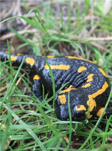 Der Feuersalamander mit seiner auffallenden Zeichnung.Fotos: privat