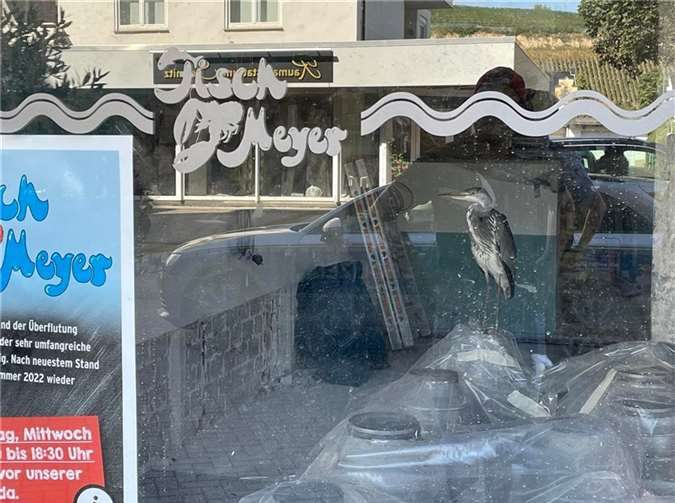 Der Fischreiher hatte sich in dem Fischgeschäft wohl ein Mittagsessen erhofft. Fotos: Polizei
