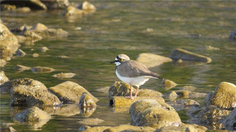 Der Flussregenpfeifer.  Foto: Stefan Krumme
