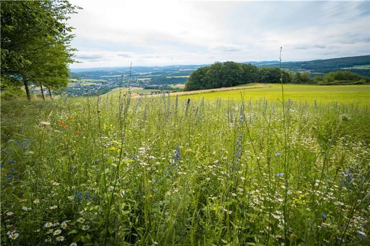 Der Förderverein Burg Olbrück e.V. hat unterhalb der Burgruine im Rahmen des Projekts „Artenreiche Wiese – Lebensraum für Biene, Schmetterling & Co.“ eine Blühfläche angelegt.  Foto: Bernhard Risse