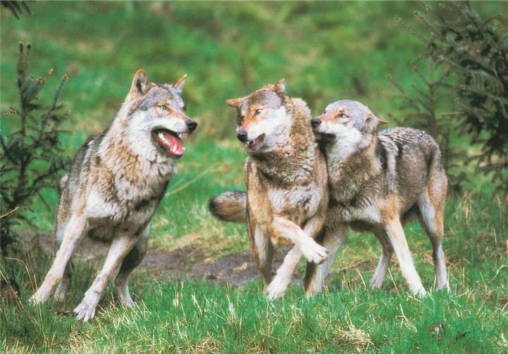 Der Frage, ob auch bei uns mit dem Auftauchen von Luchs und Wolf zu rechnen ist, geht Peter Flick in seinem Vortrag nach.privat
