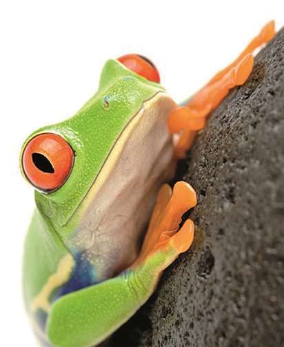 Der Froschkönig privat