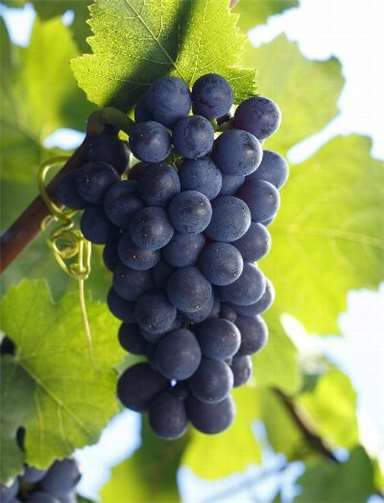 Der Frühburgunder. Privat