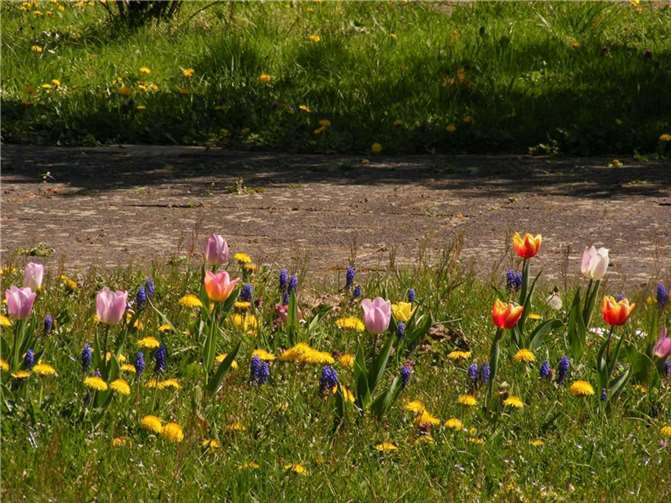 Der Frühling kommt im Bürgerpark Unkel.  Foto: privat