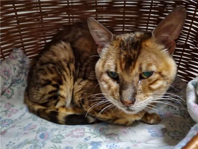 Der Fundkater (Bengal) aus Kirchwald wartet im Tierheim Mayen. Foto: Sybill Limbach